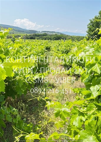 Код 63158. Лозе 2300м2, разположено в местност Трасилица, землище с дългогодишни традиции в лозарств - снимка 5