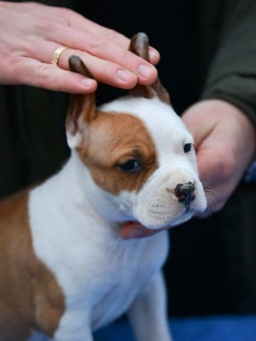 Кученца Американски стафордширски териер Ваксинирано - Да, Обезпаразитено - Да - град София | Кучета - снимка 1