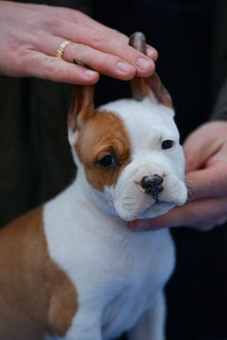 Кученца Американски стафордширски териер Ваксинирано - Да, Обезпаразитено - Да - град София | Кучета - снимка 2