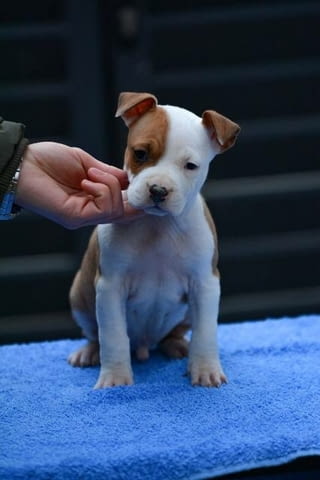 Кученца Американски стафордширски териер Ваксинирано - Да, Обезпаразитено - Да - град София | Кучета - снимка 3