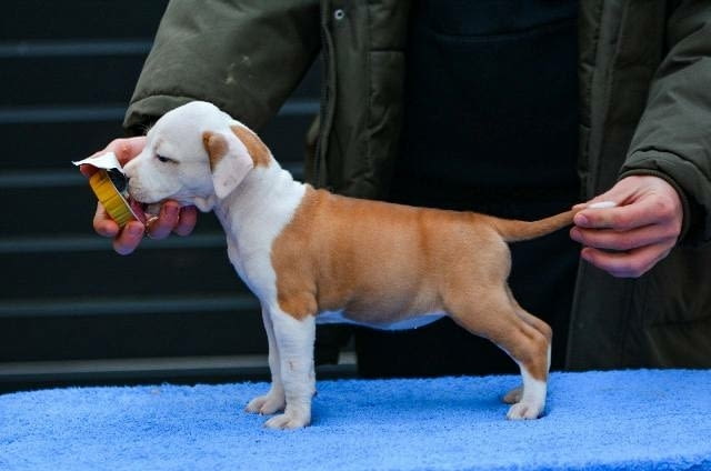 Кученца Американски стафордширски териер Ваксинирано - Да, Обезпаразитено - Да - град София | Кучета - снимка 5
