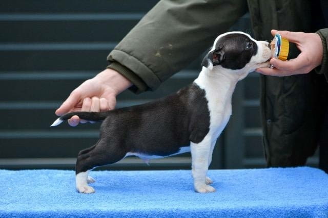 Кученца Американски стафордширски териер Ваксинирано - Да, Обезпаразитено - Да - град София | Кучета - снимка 6