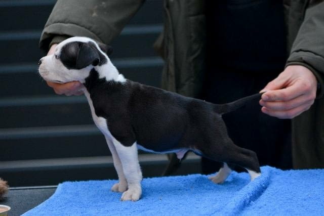 Кученца Американски стафордширски териер Ваксинирано - Да, Обезпаразитено - Да - град София | Кучета - снимка 7
