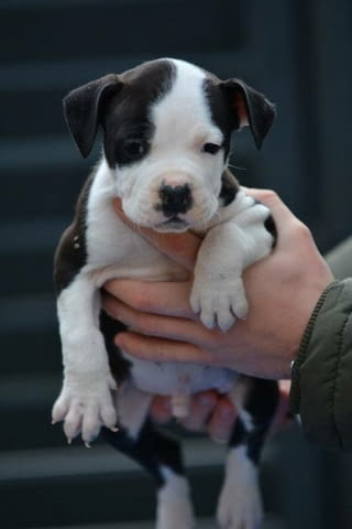 Кученца Американски стафордширски териер Ваксинирано - Да, Обезпаразитено - Да - град София | Кучета - снимка 8