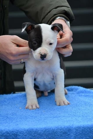 Кученца Американски стафордширски териер Ваксинирано - Да, Обезпаразитено - Да - град София | Кучета - снимка 9