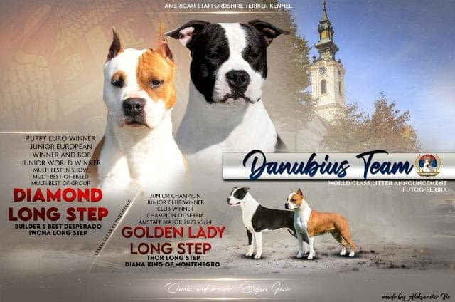 Кученца Американски стафордширски териер Ваксинирано - Да, Обезпаразитено - Да - град София | Кучета - снимка 10