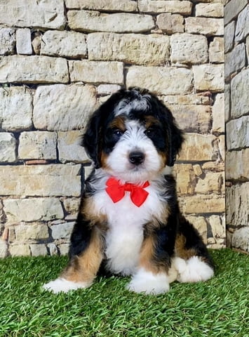 Bernese doodle puppies available Бернско пастирско куче, Ваксинирано - Да, За разплод - Да - вили Ромча | Кучета - снимка 1