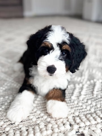 Bernese doodle puppies available Бернско пастирско куче, Ваксинирано - Да, За разплод - Да - вили Ромча | Кучета - снимка 3