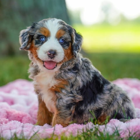 Bernese doodle puppies available Бернско пастирско куче, Ваксинирано - Да, За разплод - Да - вили Ромча | Кучета - снимка 4