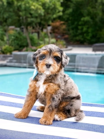 Bernese doodle puppies available Бернско пастирско куче, Ваксинирано - Да, За разплод - Да - вили Ромча | Кучета - снимка 5