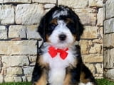 Bernese doodle puppies available