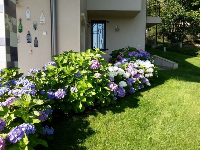 Озеленяване и поддръжка на градини - град София | Градина - снимка 2