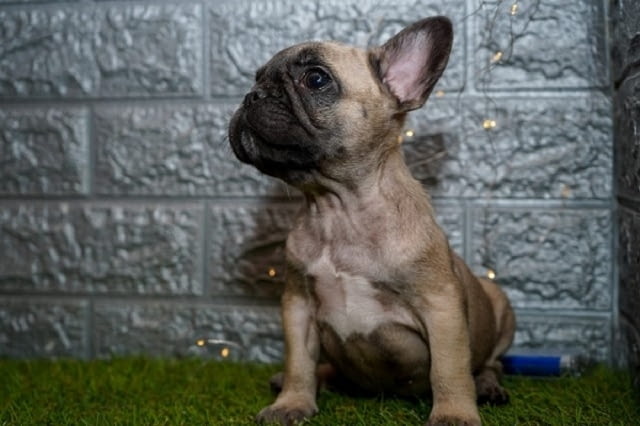 Френски булдог French Bulldog, 2 Months - city of Izvun Bulgaria | Dogs - снимка 1