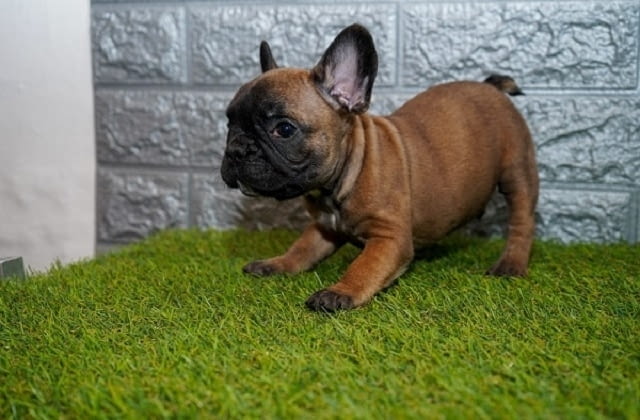 Френски булдог French Bulldog, 2 Months - city of Izvun Bulgaria | Dogs - снимка 2