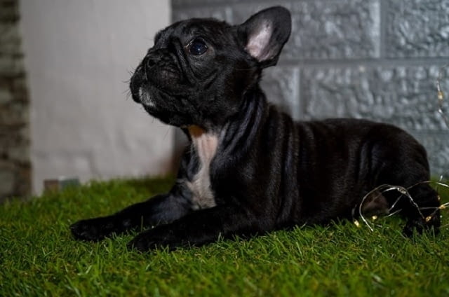 Френски булдог French Bulldog, 2 Months - city of Izvun Bulgaria | Dogs - снимка 4