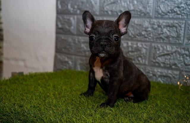 Френски булдог French Bulldog, 2 Months - city of Izvun Bulgaria | Dogs - снимка 5