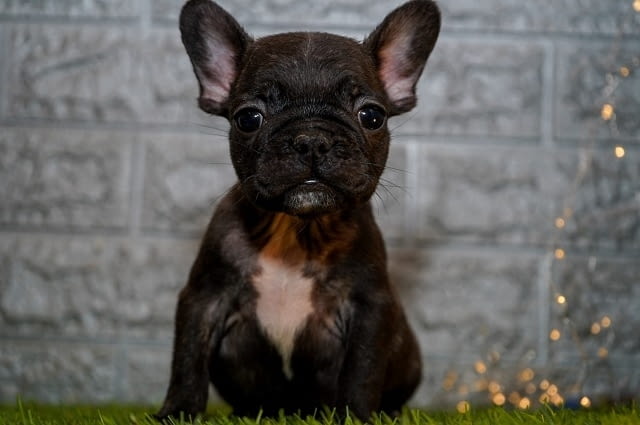 Френски булдог French Bulldog, 2 Months - city of Izvun Bulgaria | Dogs - снимка 7