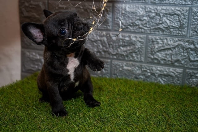 Френски булдог French Bulldog, 2 Months - city of Izvun Bulgaria | Dogs - снимка 8