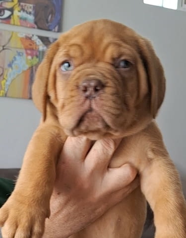 Бордоски дог кученца Другa, Vaccinated - Yes, Dewormed - Yes - city of Izvun Bulgaria | Dogs - снимка 2