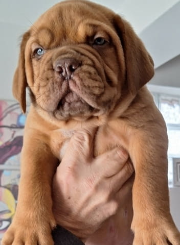 Бордоски дог кученца Другa, Vaccinated - Yes, Dewormed - Yes - city of Izvun Bulgaria | Dogs - снимка 5