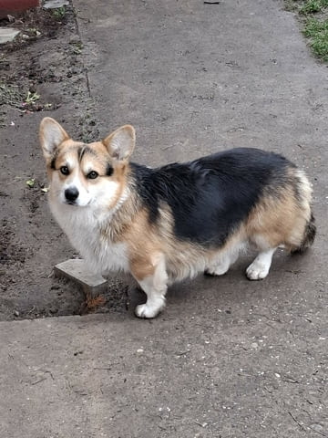Pembroke Welsh Corgi Другa - city of Izvun Bulgaria | Dogs - снимка 1