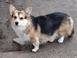 Pembroke Welsh Corgi