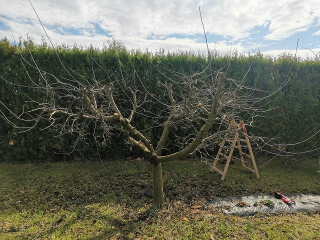 Поддръжка/Рязане на овошки и опасни дървета/Почистване на терени/Пръскане и изкореняване - снимка 2