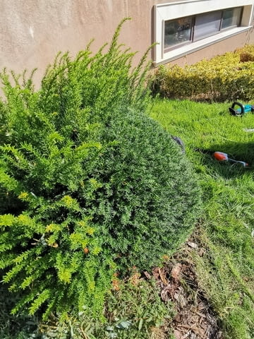 Поддръжка/Рязане на овошки и опасни дървета/Почистване на терени/Пръскане и изкореняване - снимка 3