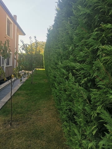 Поддръжка/Рязане на овошки и опасни дървета/Почистване на терени/Пръскане и изкореняване - снимка 5