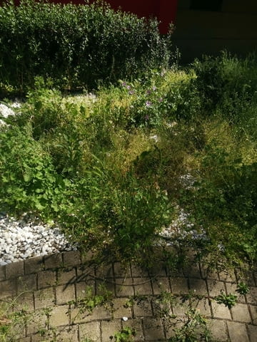 Поддръжка/Рязане на овошки и опасни дървета/Почистване на терени/Пръскане и изкореняване - снимка 6