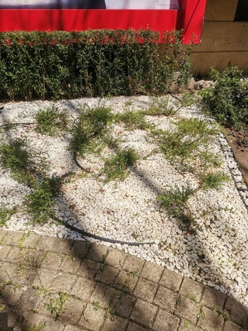 Поддръжка/Рязане на овошки и опасни дървета/Почистване на терени/Пръскане и изкореняване - снимка 7