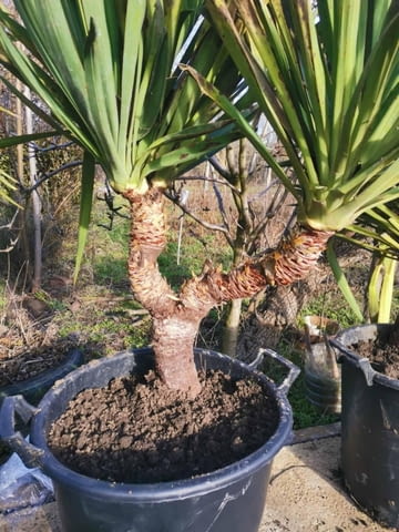 Палма юка външна студоустойчива - град Варна | Цветя / Растения / Саксии - снимка 1