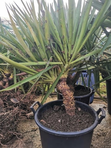 Палма юка външна студоустойчива - град Варна | Цветя / Растения / Саксии - снимка 2