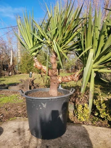 Палма юка външна студоустойчива - град Варна | Цветя / Растения / Саксии - снимка 3