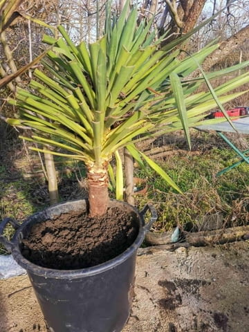 Палма юка външна студоустойчива - град Варна | Цветя / Растения / Саксии - снимка 4