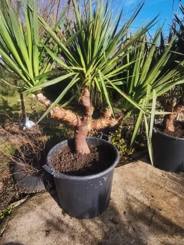 Палма юка външна студоустойчива - град Варна | Цветя / Растения / Саксии - снимка 5