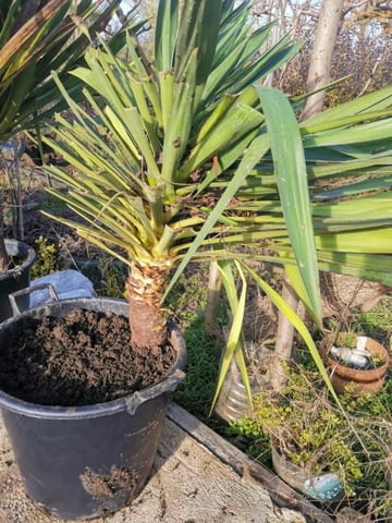 Палма юка външна студоустойчива - град Варна | Цветя / Растения / Саксии - снимка 6