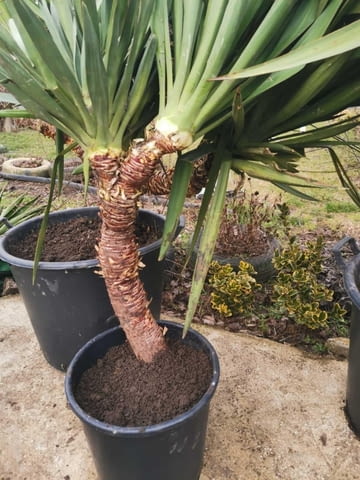 Палма юка външна студоустойчива - град Варна | Цветя / Растения / Саксии - снимка 7