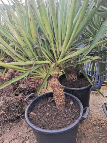 Палма юка външна студоустойчива - град Варна | Цветя / Растения / Саксии - снимка 8
