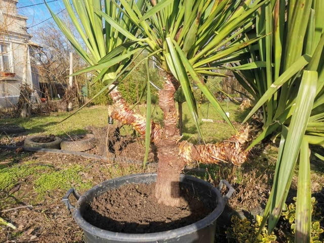 Палма юка външна студоустойчива - град Варна | Цветя / Растения / Саксии - снимка 9