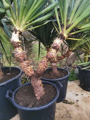 Палма юка външна студоустойчива - град Варна | Цветя / Растения / Саксии - снимка 10