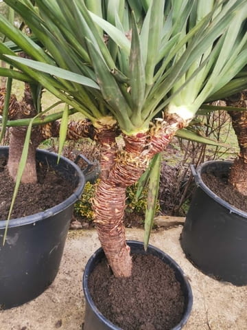 Палма юка външна студоустойчива - град Варна | Цветя / Растения / Саксии - снимка 11