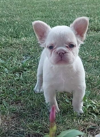 Long-haired French Bulldog puppies - city of Izvun Bulgaria | Dogs - снимка 2