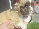 Long-haired French Bulldog puppies