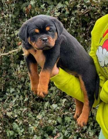 Кученца ротвайлер Rottweiler, Vaccinated - Yes - city of Sofia | Dogs - снимка 1