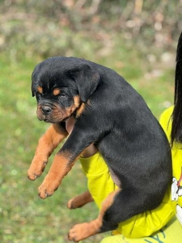Кученца ротвайлер Rottweiler, Vaccinated - Yes - city of Sofia | Dogs - снимка 2