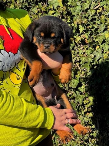 Кученца ротвайлер Rottweiler, Vaccinated - Yes - city of Sofia | Dogs - снимка 3