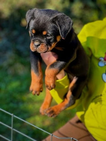 Кученца ротвайлер Rottweiler, Vaccinated - Yes - city of Sofia | Dogs - снимка 4