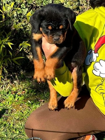 Кученца ротвайлер Rottweiler, Vaccinated - Yes - city of Sofia | Dogs - снимка 5