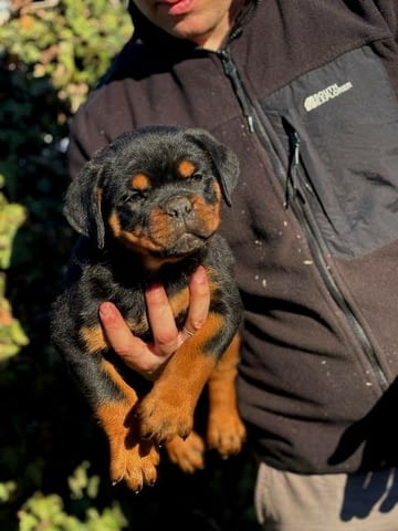 Кученца ротвайлер Rottweiler, Vaccinated - Yes - city of Sofia | Dogs - снимка 6